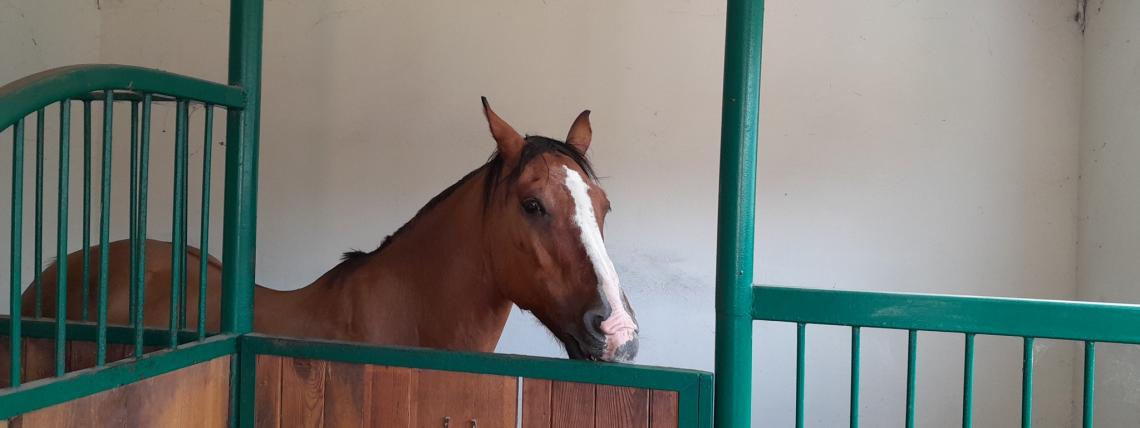 wycieczka do Gospodarstwo Agroturystyczne „U ZIUTY” w Białogórzyni