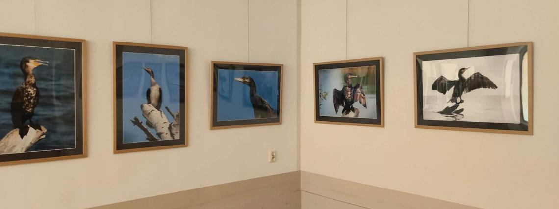 Wystawa fotografii pt. &quot;Ptaszory&quot; autorstwa Ziemowita Kalkowskiego.